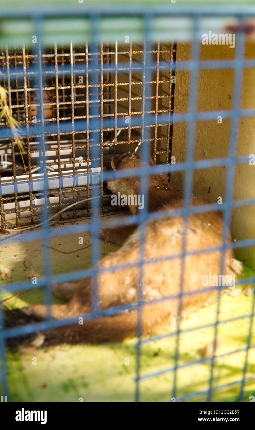 Dead stoat in trap, Orkney Islands Stock Photo