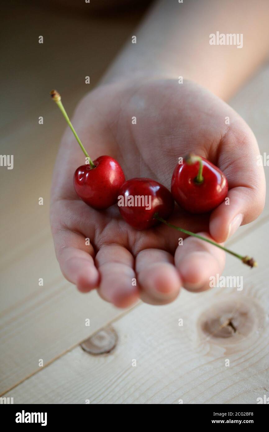 cherries in a hand Stock Photo
