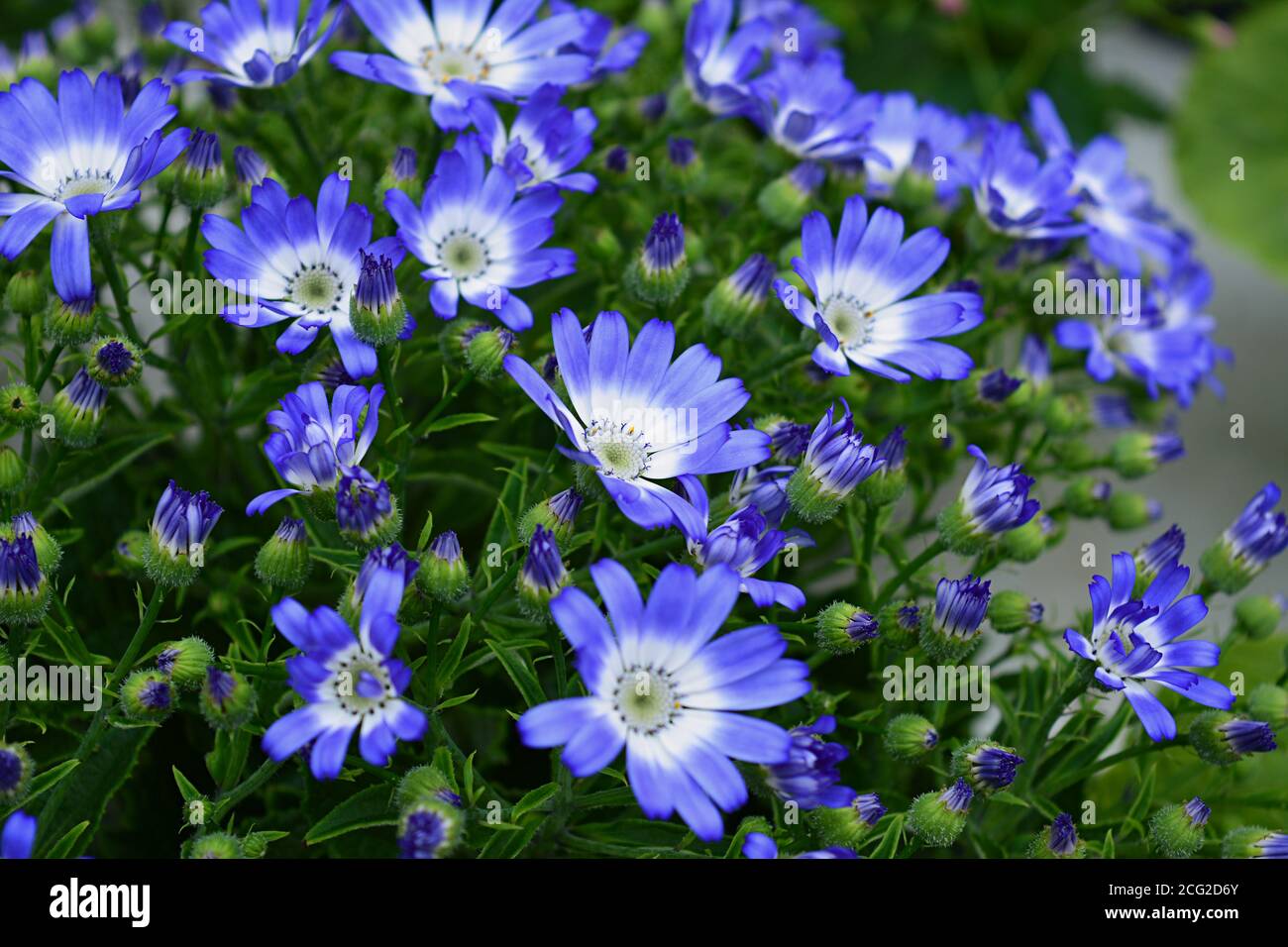 blue daisy bouquet closeup no people african daisies Stock Photo Alamy