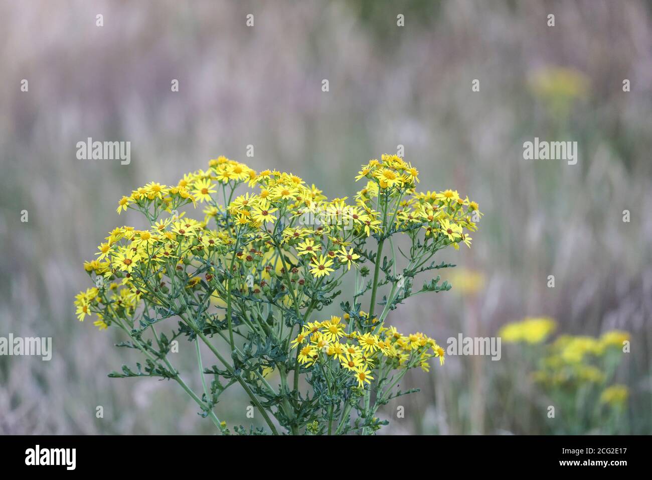 Common Ragwort (Senecio jacobaea ) Flowers on Unimproved Pasture, Teesdale, County Durham, UK. Despite being toxic to some animals the plant is a valu Stock Photo
