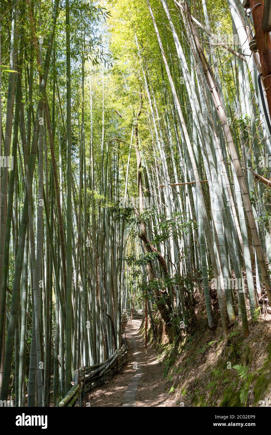 Path through a bamboo forest near Fushimi Inaritaisha (伏見稲荷大社) shrine