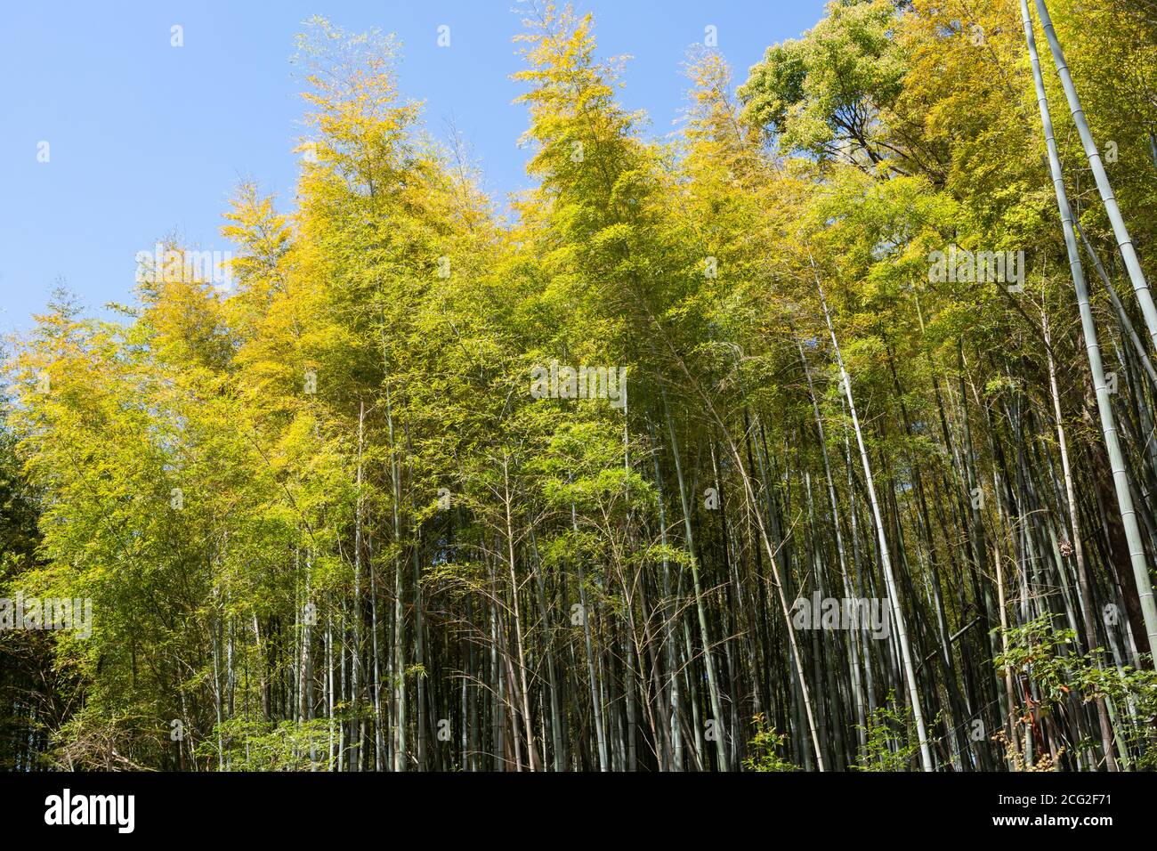 Bamboo forest near Fushimi Inaritaisha (伏見稲荷大社) shrine, near Kyoto