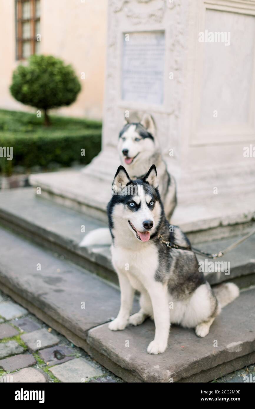 Two cute husky dogs outdoors in the city, sitting on ancient stone stairs  near the monument Stock Photo - Alamy