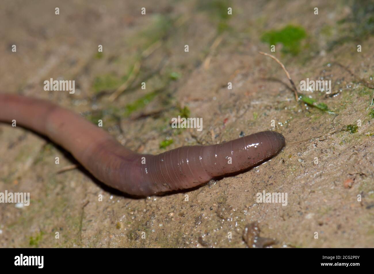 Earthworm on the ground in Huesca. Aragon. Spain. Stock Photo