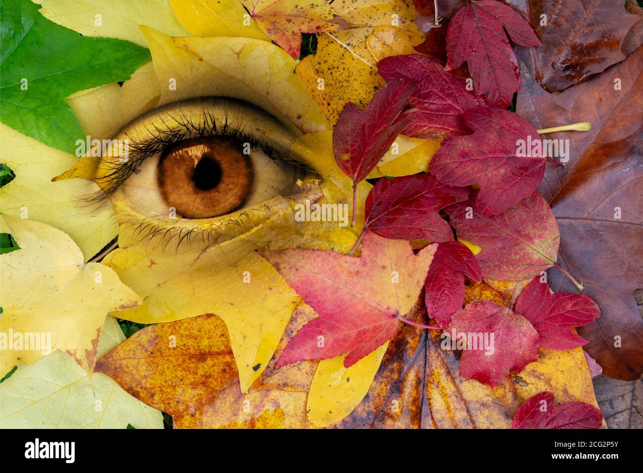 Eye in a background of autumul leaves. Earth, environment, living nature personification concept. Surreal digital collage. Stock Photo
