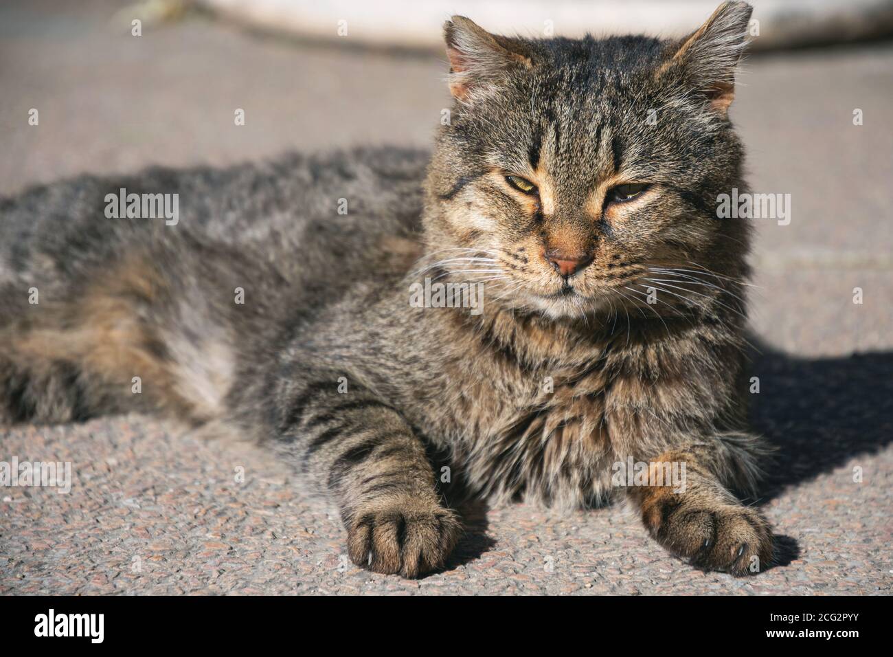 Furry domestic cat sun bathing at street Stock Photo