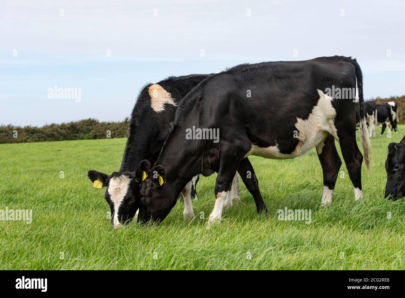 Holstein Friesian heifers grazing Stock Photo - Alamy
