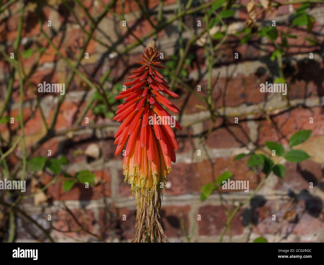 Beautiful red hot poker flower in autumn against wall with foliage Stock Photo