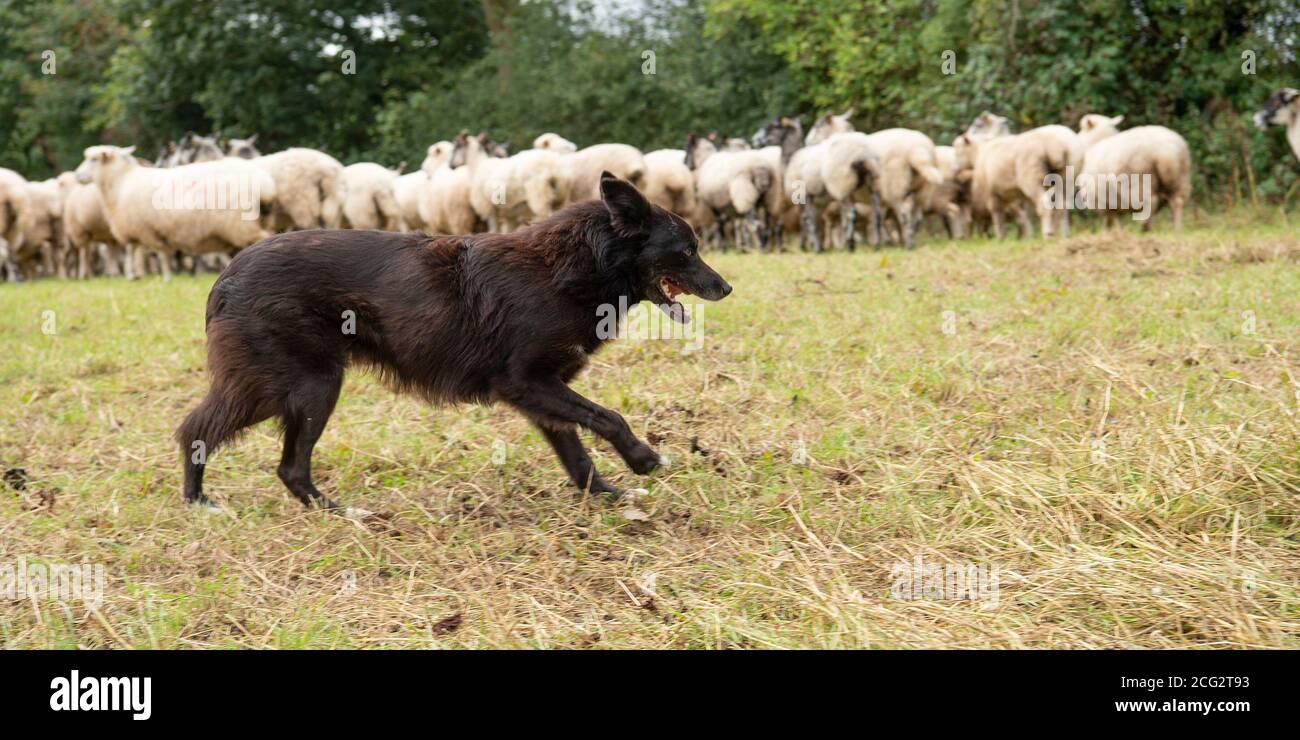 sheepdog herding sheep Stock Photo