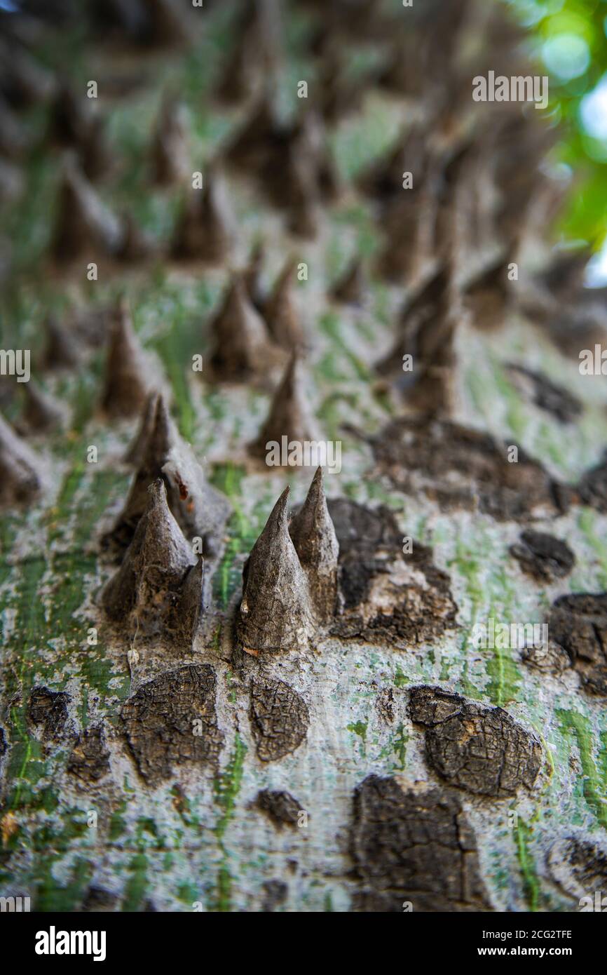Close up of the thorns on the trunk of the Silk Floss or FlossSilk