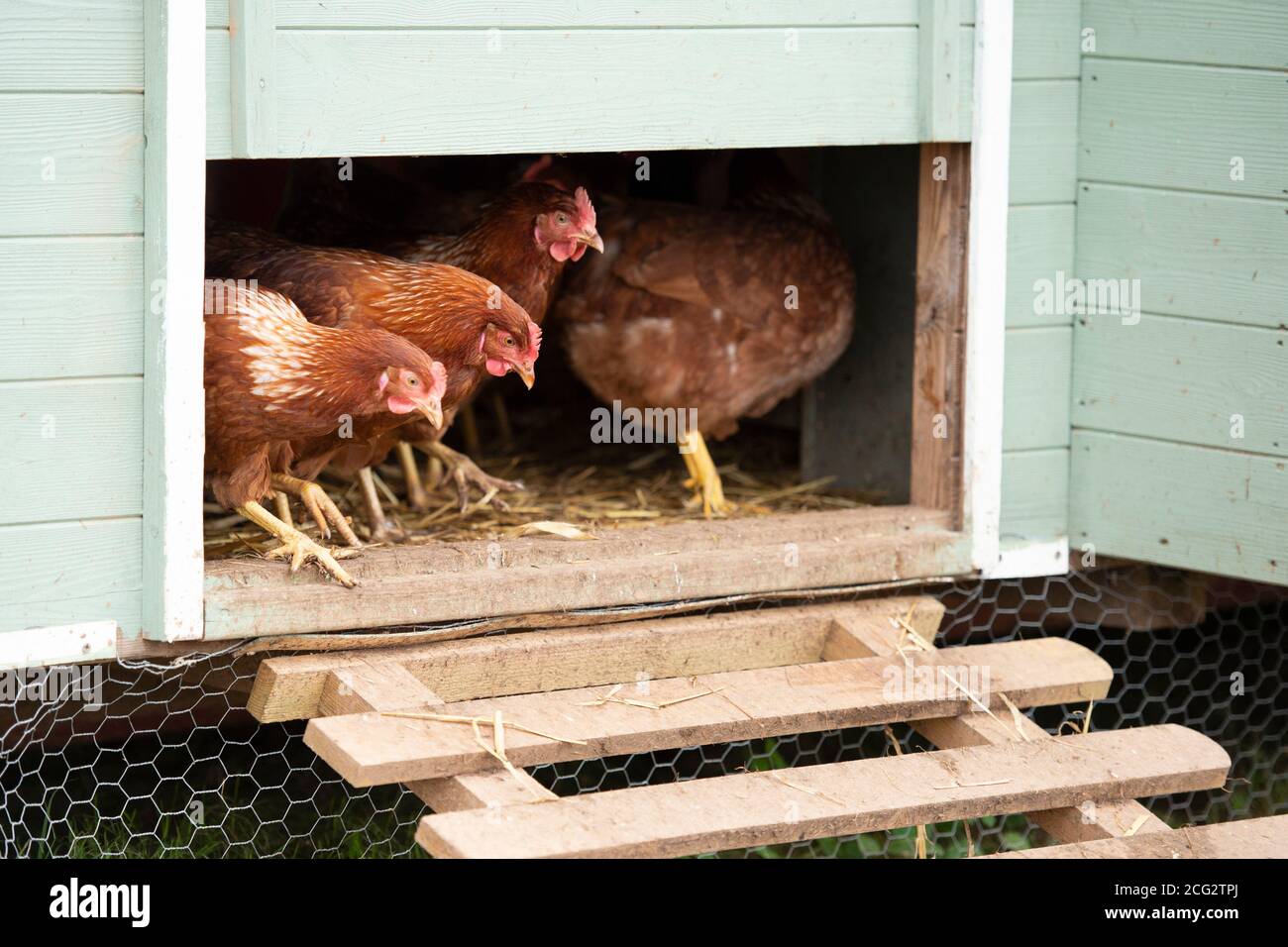 commercial free range organic poultry farm Stock Photo Alamy
