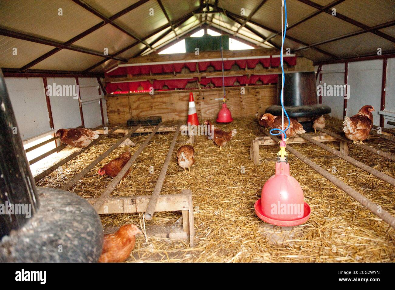 inside a commercial free range chicken house Stock Photo