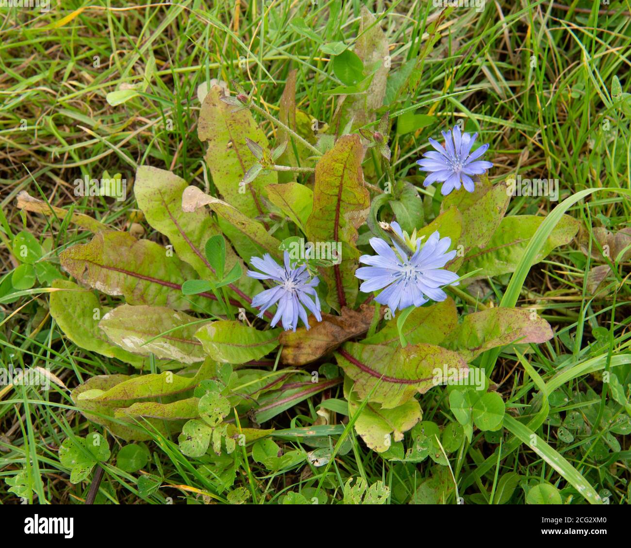 chicory and clover in herbal ley Stock Photo