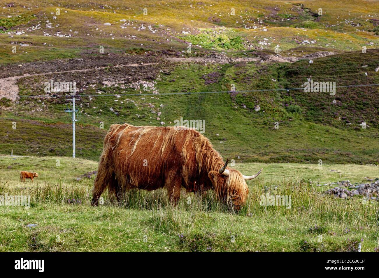 Highland cow grazing in the countryside, Scotland Stock Photo - Alamy
