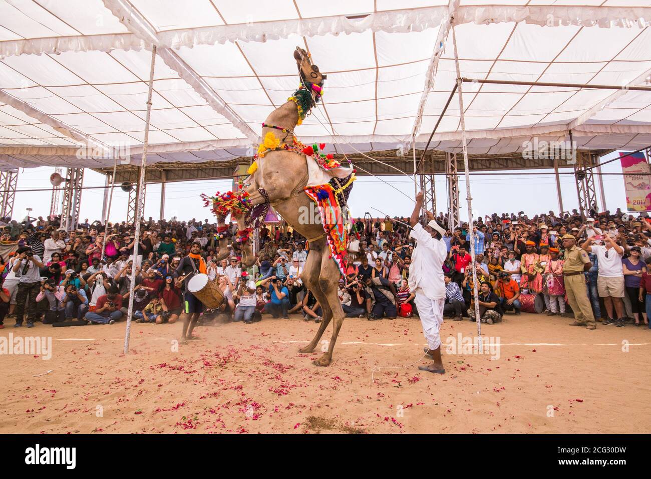 dancing camel at pushkar camel fair Stock Photo