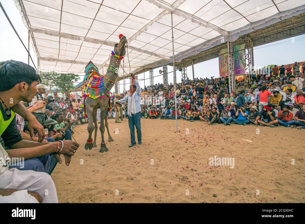 Beautiful camel rajasthan india hi res stock photography and images Alamy