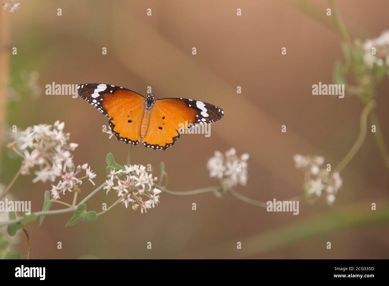 Plain Tiger (Danaus chrysippus) AKA African Monarch Butterfly on a flower Photographed in Israel, in July Stock Photo