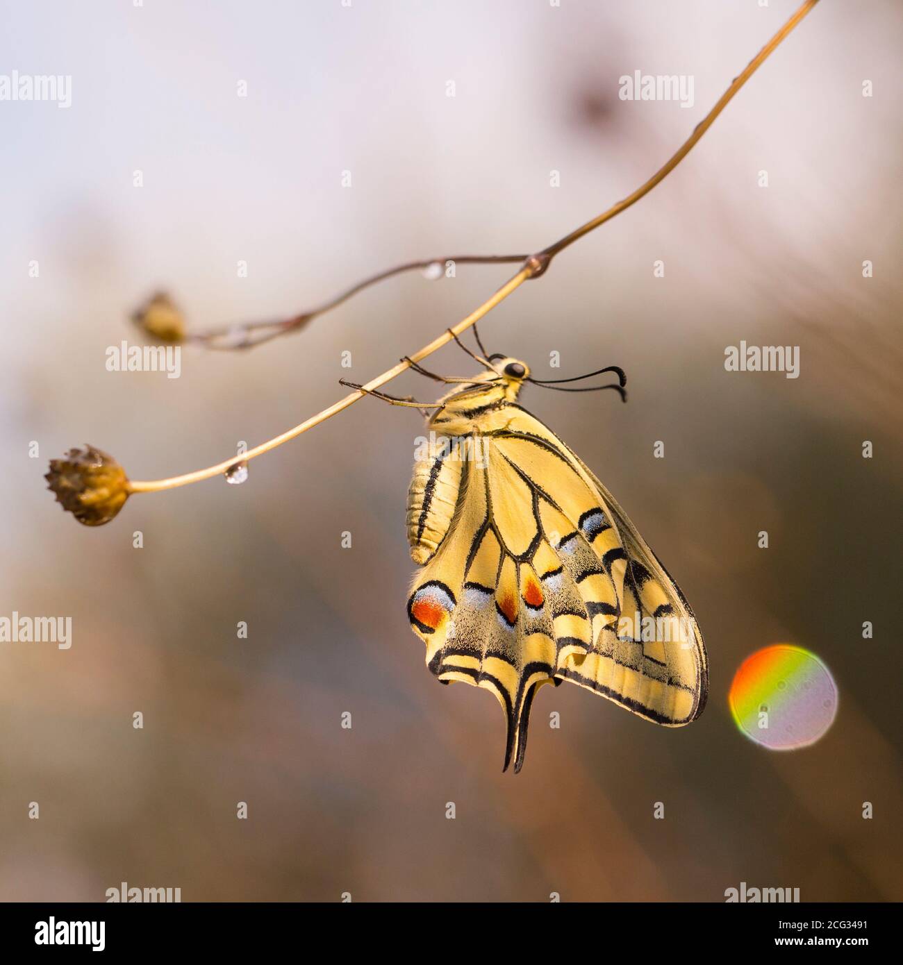 Old World Swallowtail (Papilio machaon) AKA Common yellow swallowtail Butterfly on a flower. This species, is native to Europe and Asia. Photographed Stock Photo
