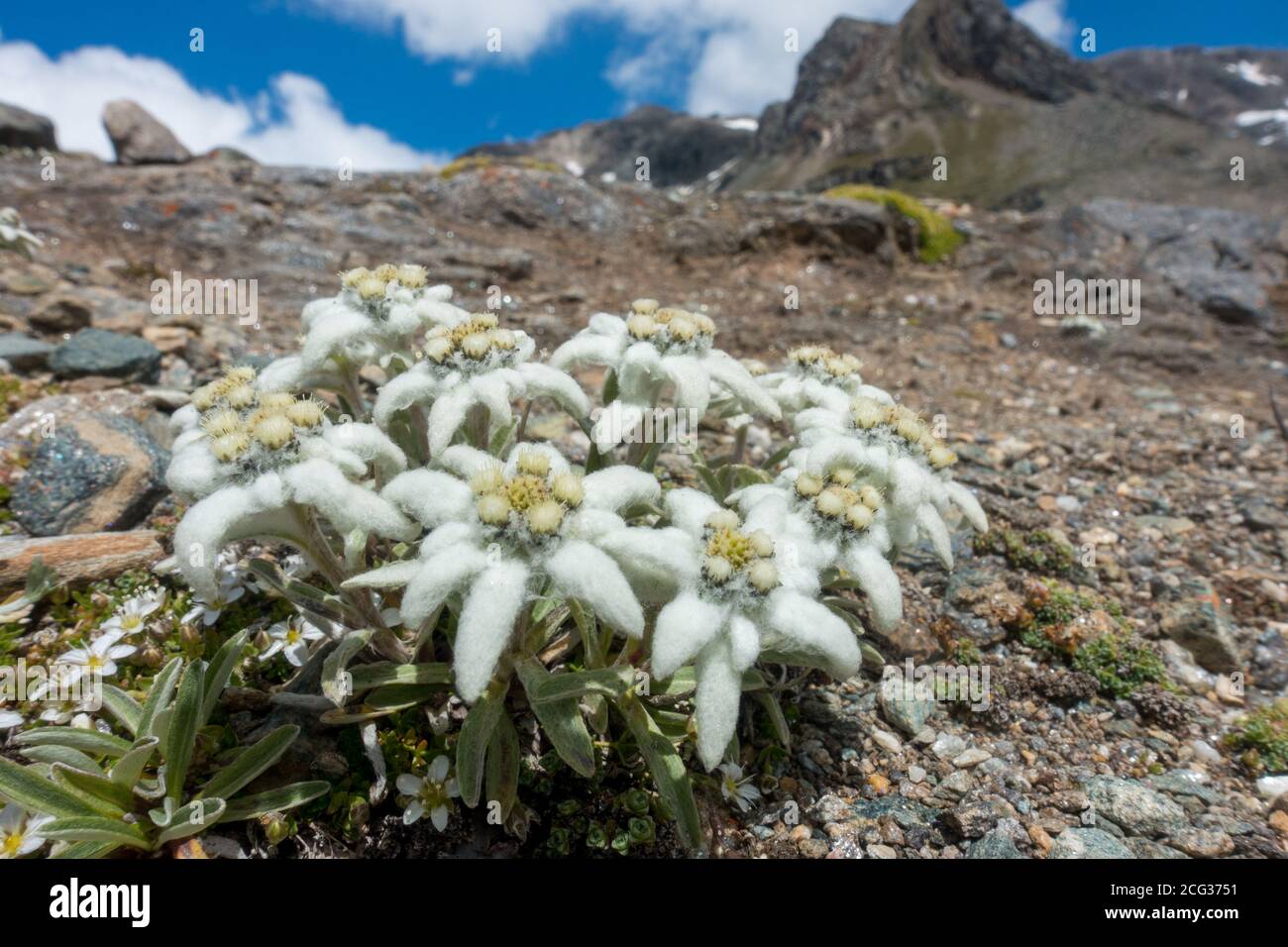 Edelweiss in the East Tyrol alps Stock Photo