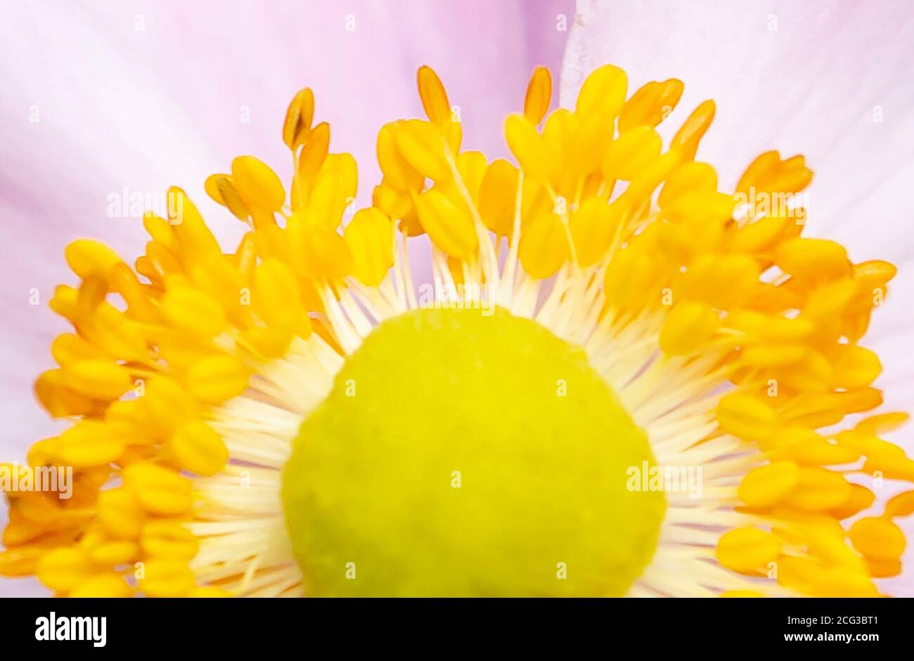 Macro Yellow Stamen and Flower Centre Stock Photo