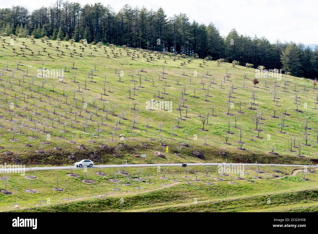 A car travelling on Forrest Drive is dwarfed by the surrounding tree plantations at the National Arboretum in Canberra, ACT, Australia Stock Photo