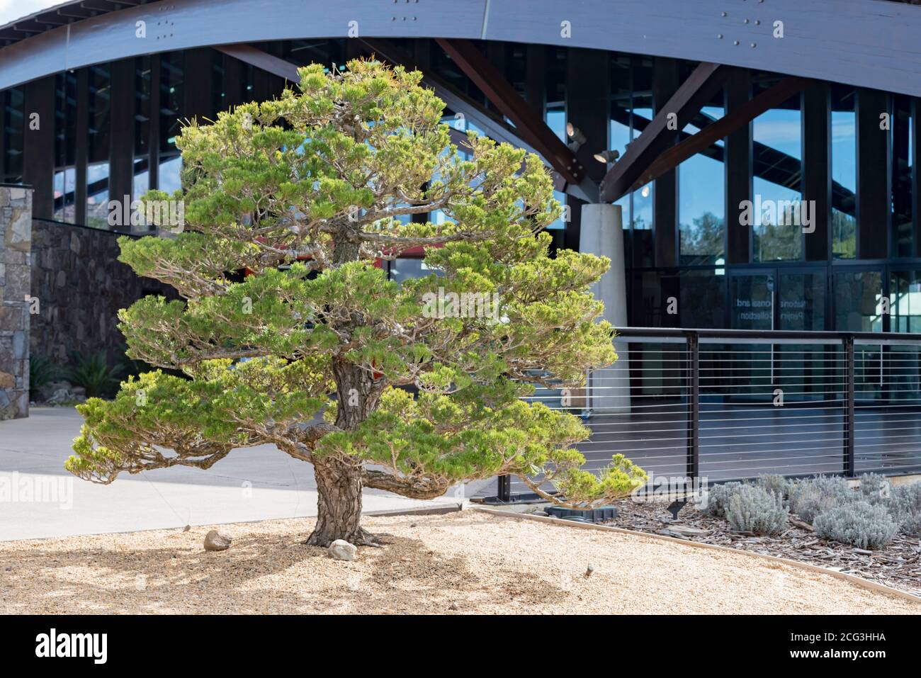 A Japanese Black Pine (Pinus thumbergii) planted near the Bonsai Garden at the National Arboretum in Canberra, Australian Capital Territory, Australia Stock Photo