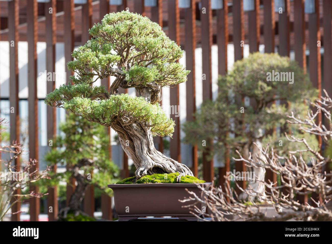 One of the many treasured trees in the Bonsai Garden within the