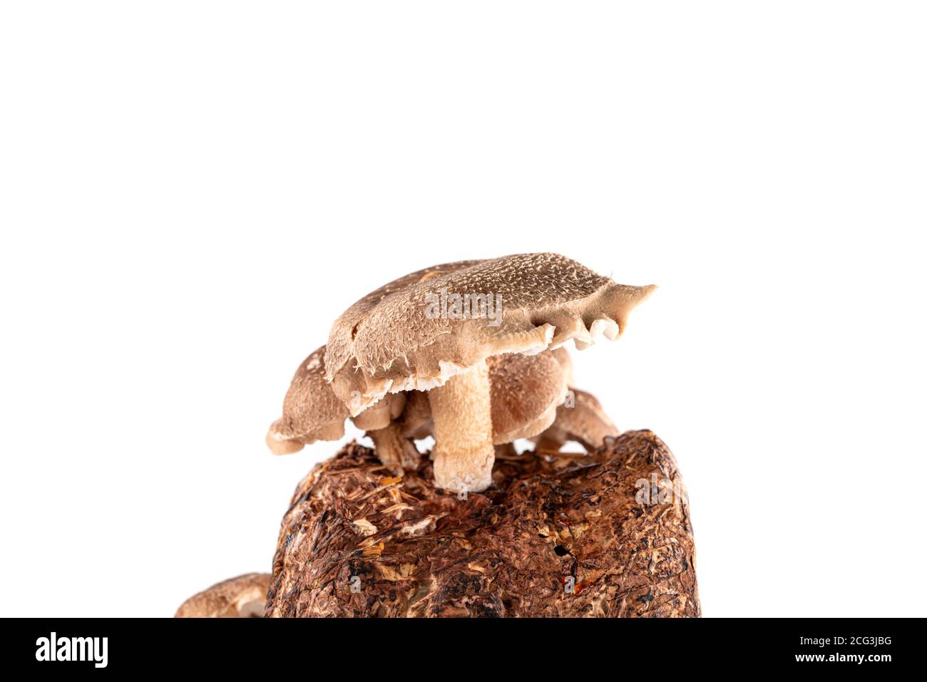 Shiitake mushroom isolated on white background. mushroom grown on a