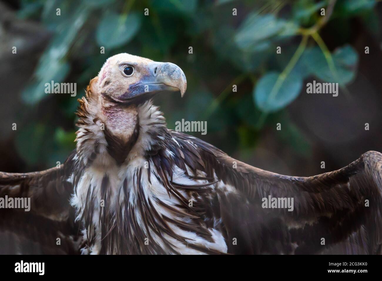 Portrait of a Griffon Vulture (Gyps fulvus). Griffon vultures are scavenger birds with a wingspan of between 230 and 265 centimetres. They are native Stock Photo