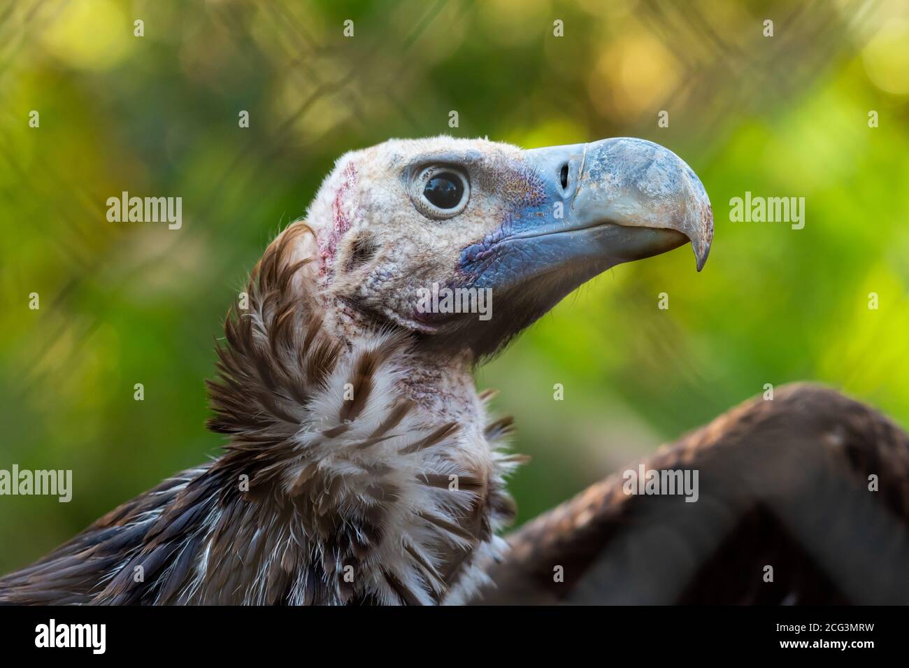 Portrait of a Griffon Vulture (Gyps fulvus). Griffon vultures are scavenger birds with a wingspan of between 230 and 265 centimetres. They are native Stock Photo