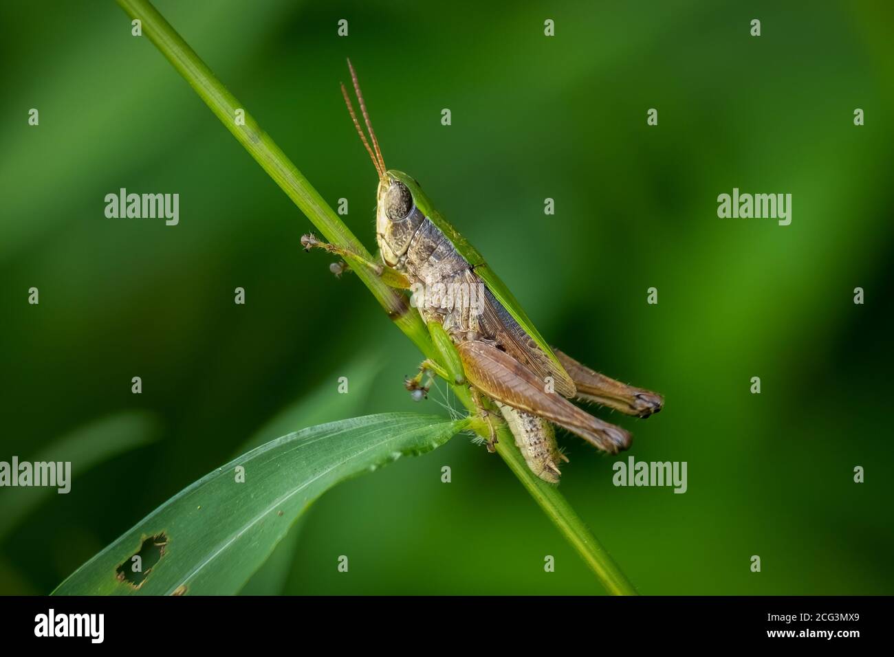 Profile of a male Short-winged Green Grasshopper (Dichromorpha viridis) clings to a stem. Raleigh, North Carolina. Stock Photo