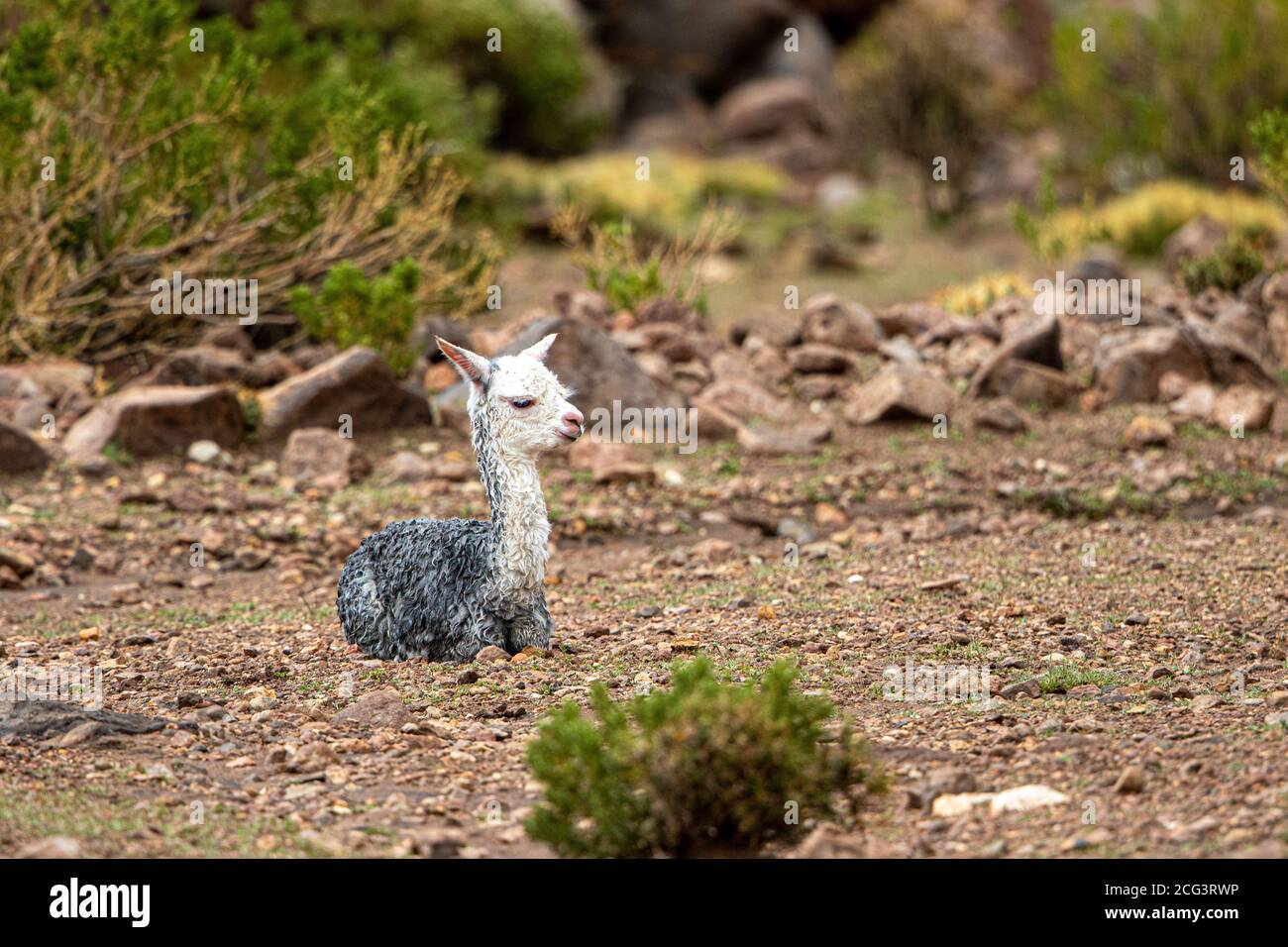 Young Alpaca Stock Photo