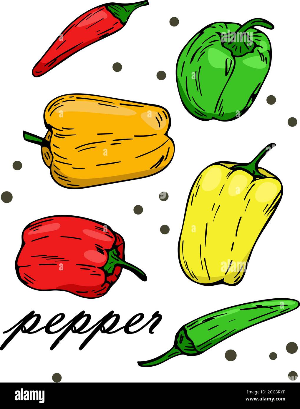 Set of peppers in different colors. Vector pepper and paprika red orange yellow and green color on a white background. Stock Photo