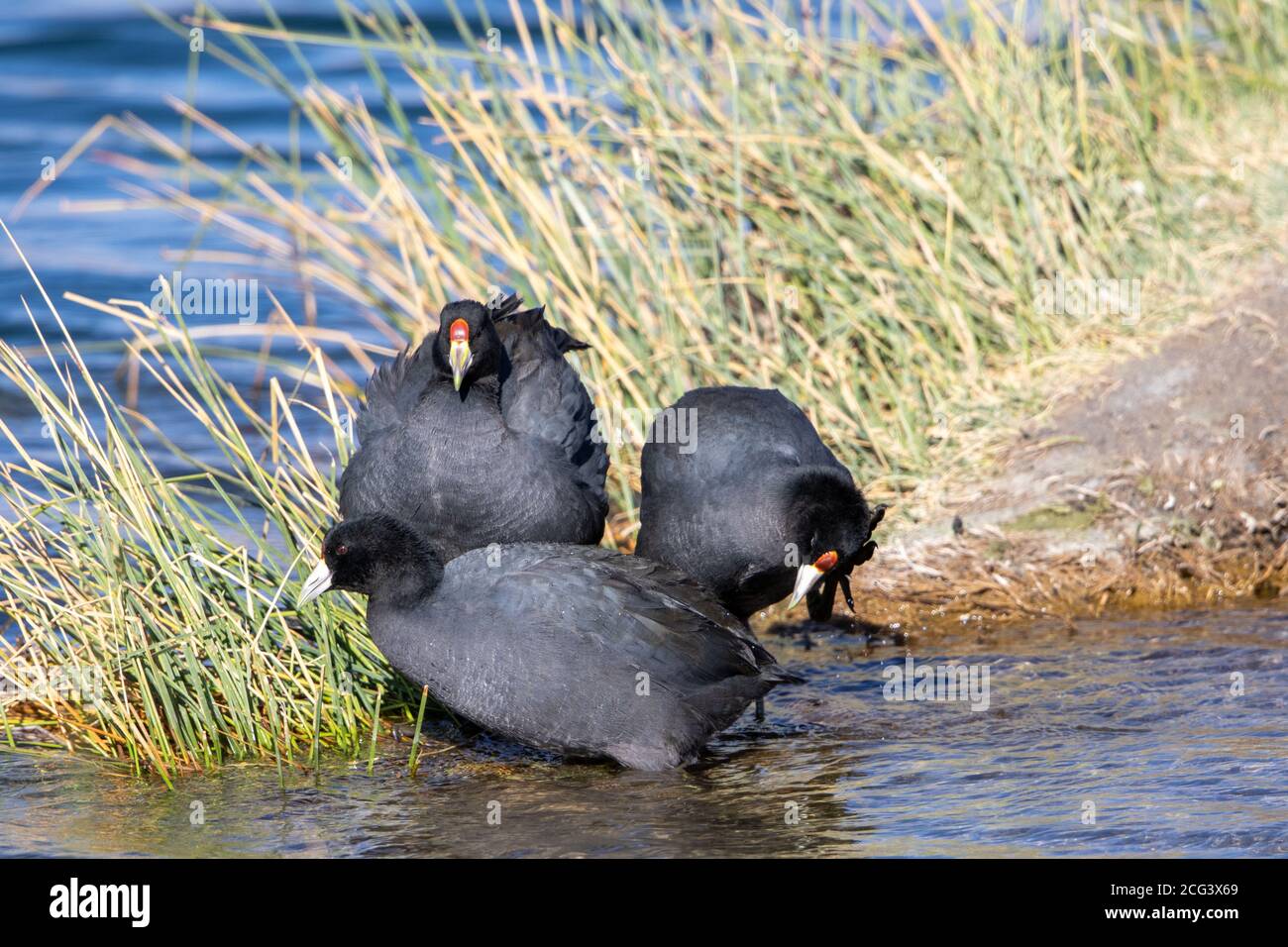 Three Andean coots Stock Photo