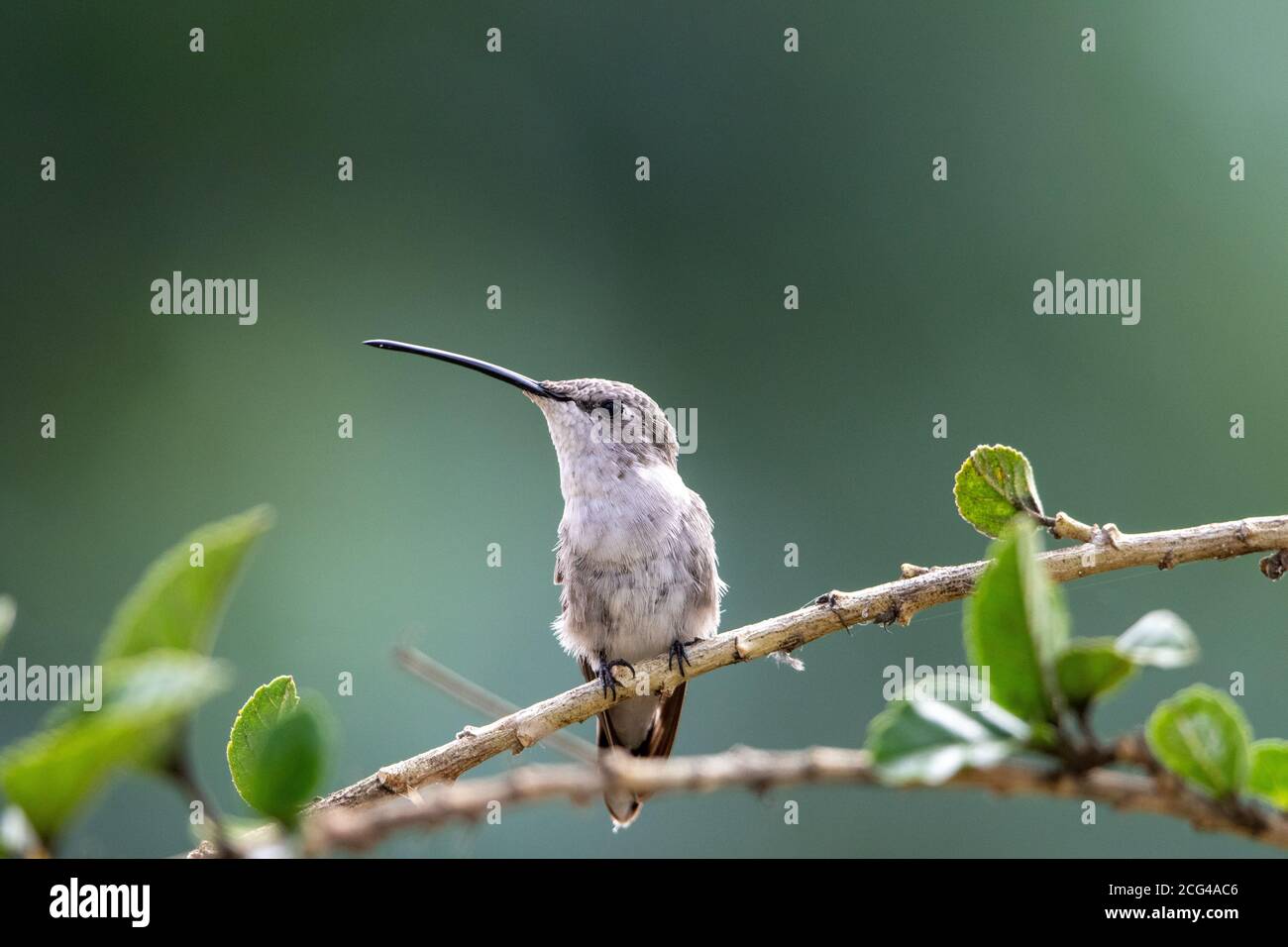 Female oasis hummingbird in a garden in Arica Stock Photo