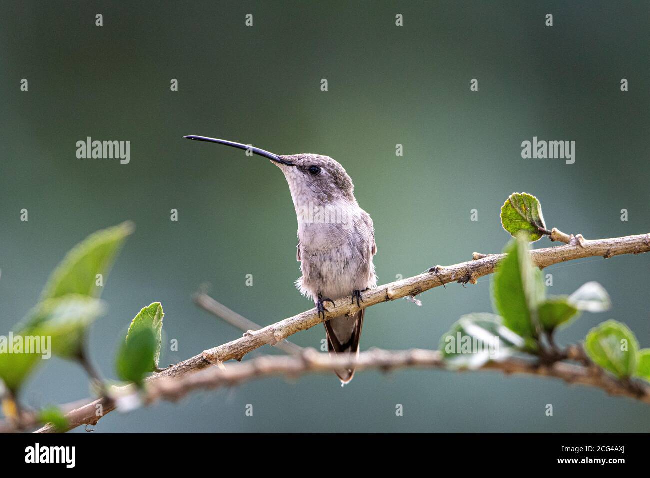 Female oasis hummingbird in a garden in Arica Stock Photo