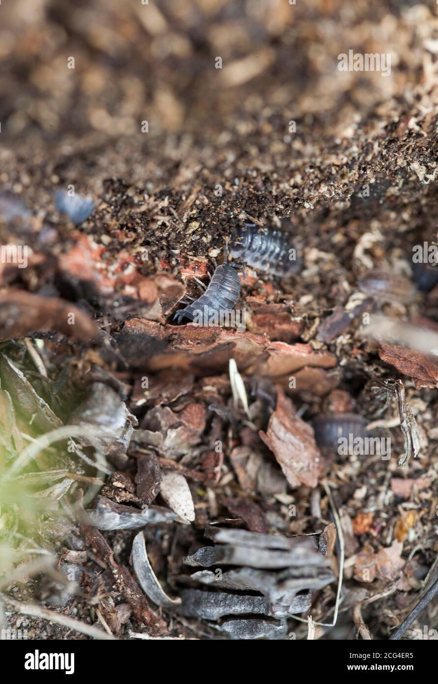 ISOPODA among dead and decaying plant and animal matter Stock Photo Alamy
