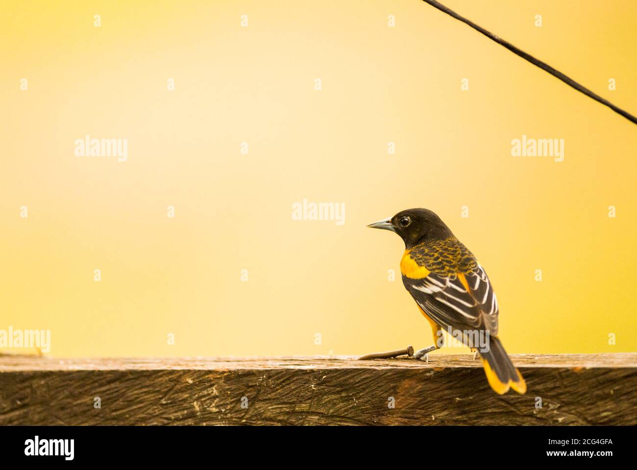 Baltimore oriole - Costa Rica Stock Photo