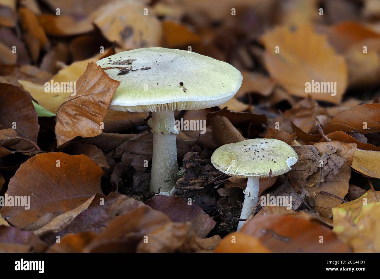 The Death Angel (Amanita phalloides) - deadly poisonous Stock Photo