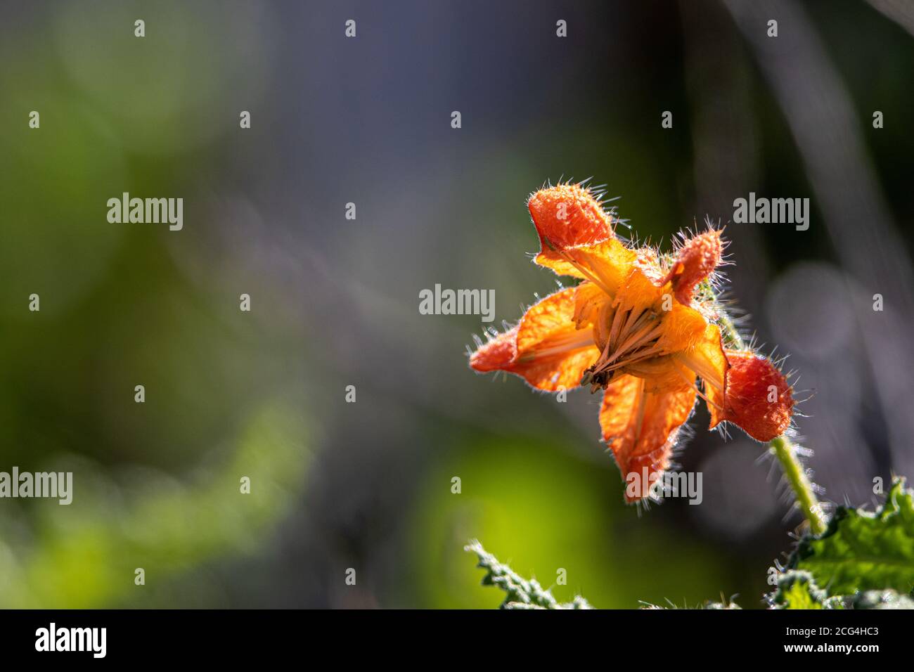 Blossom of  Caiophora cirsiifolia,Caiophora cirsiifolia Stock Photo