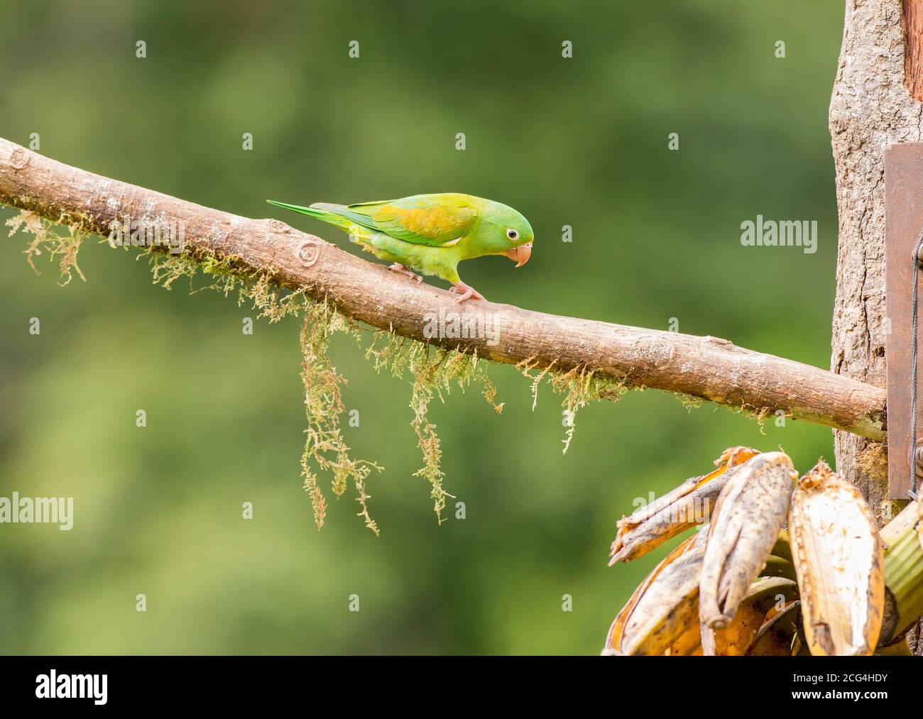 Orange-chinned parakeet - Costa Rica Stock Photo