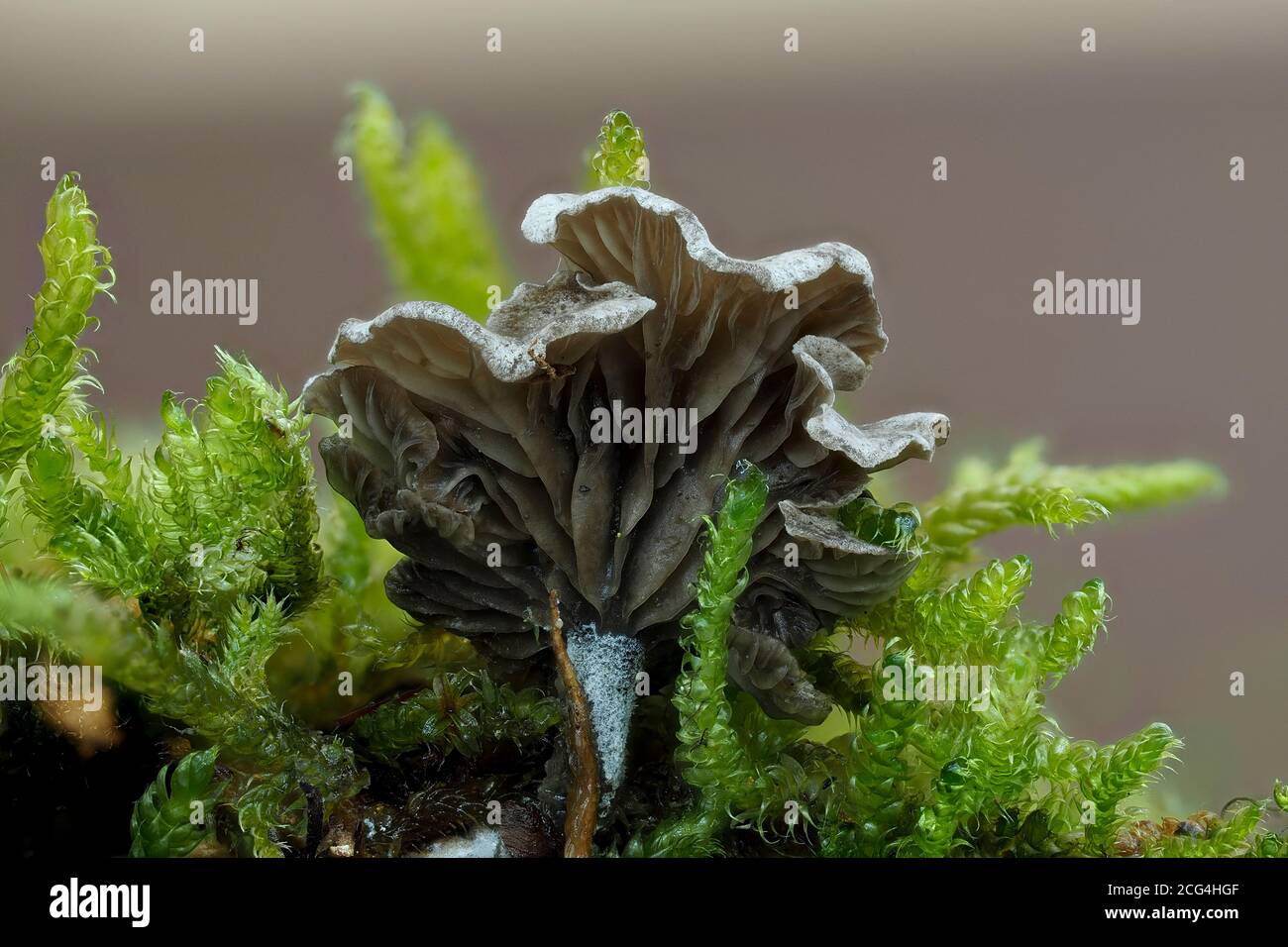 Arrhenia acerosa is a mushroom Stock Photo