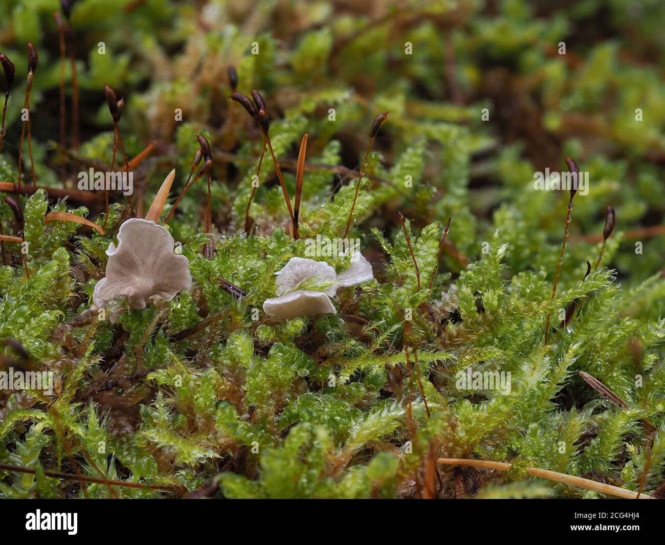 Arrhenia retiruga is a mushroom Stock Photo