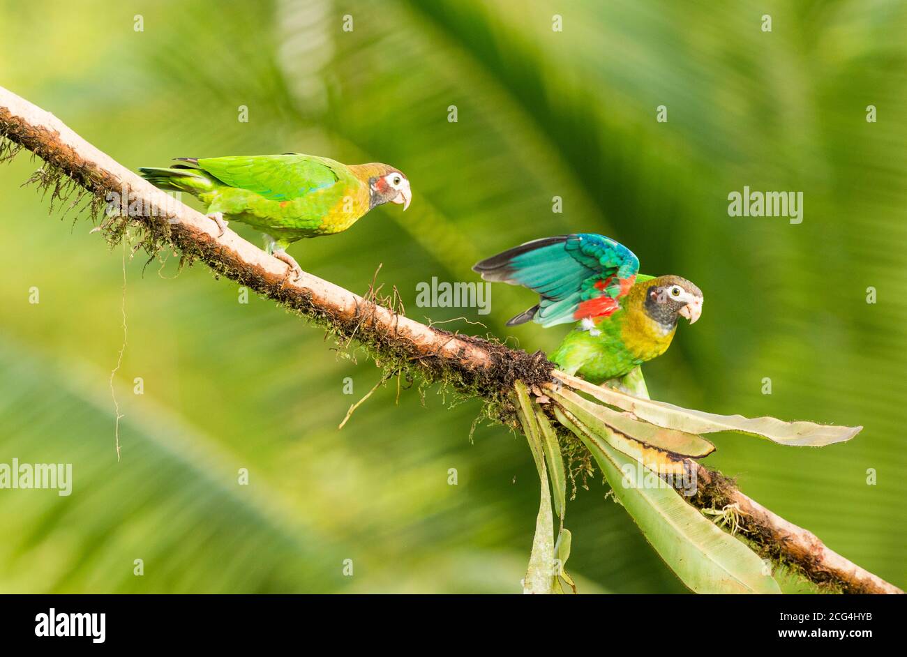 Brown-hooded parrot - Costa Rica Stock Photo