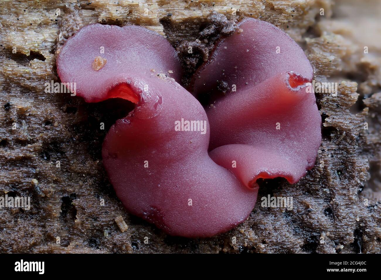Ascocoryne cylichnium is a mushroom Stock Photo