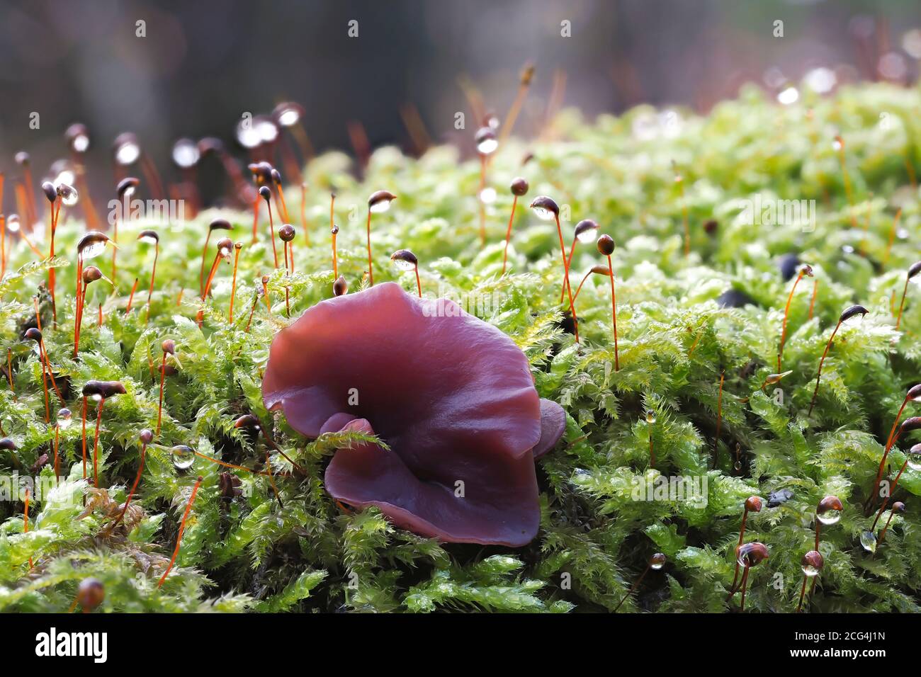 Ascocoryne cylichnium is a mushroom Stock Photo