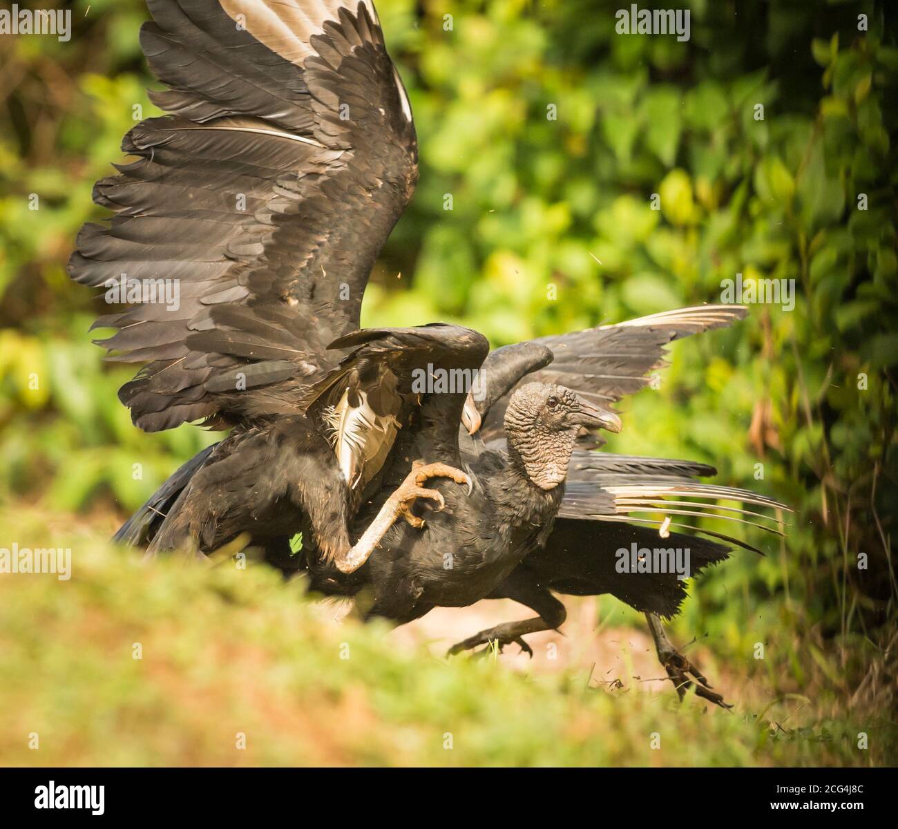 Vultures feeding fighting hi-res stock photography and images - Alamy