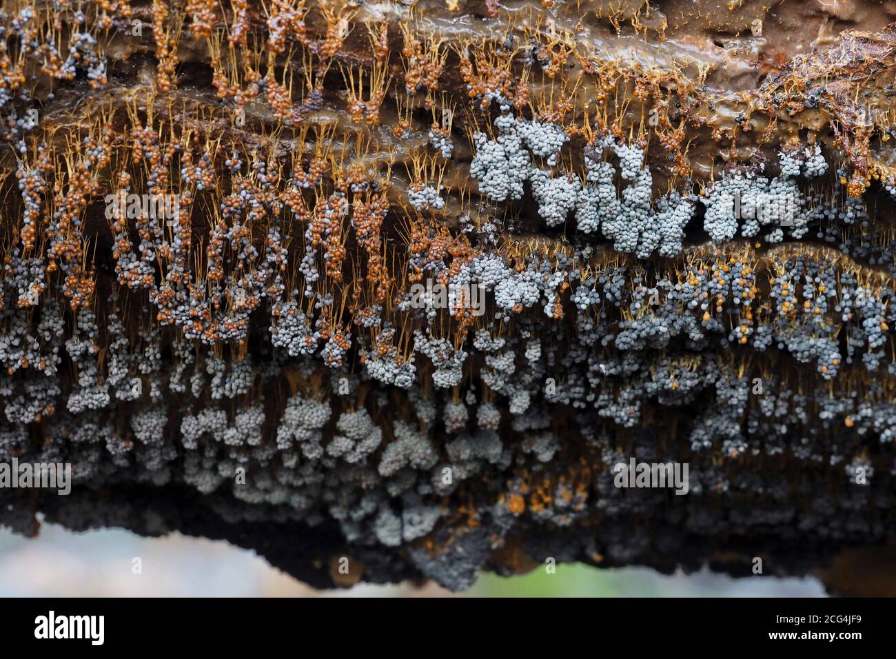 Badhamia urticularis is a slime fungus (Myxomycet) Stock Photo