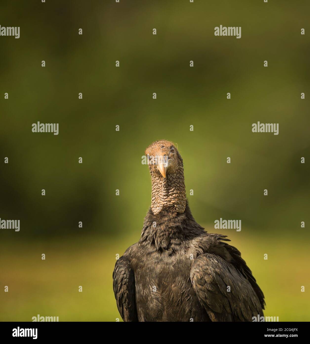 American black vulture close up with head cocked on one side, Costa Rica Stock Photo