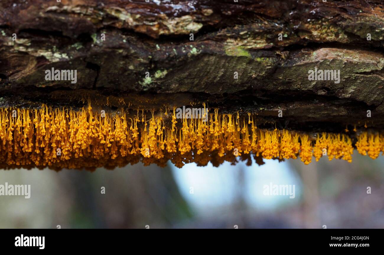 Badhamia urticularis is a slime fungus (Myxomycet) Stock Photo